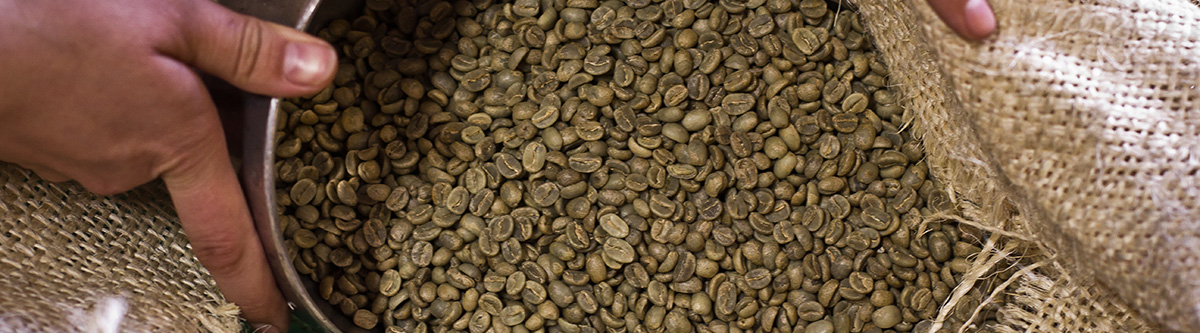 Green Coffee Beans ready to be roasted