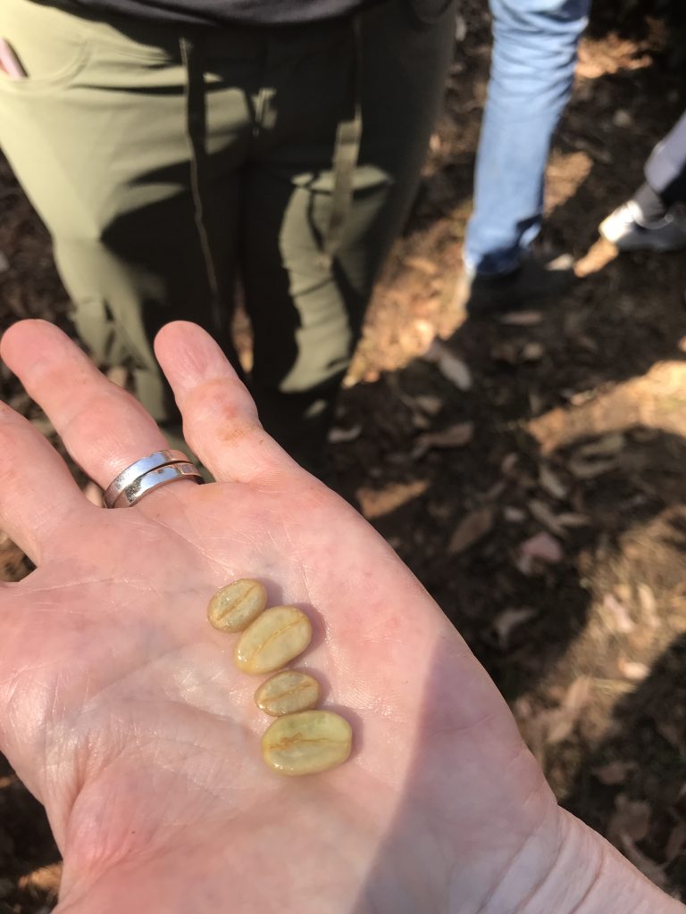 Close-up of Managing Partner Steve Mangigian's hand, holding in his palm two different coffee beans: one regular varietal and one Pacamara varietal, which is nearly twice as large.