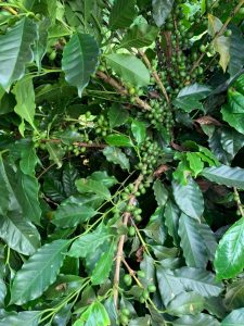 Young, green coffee cherries in a coffee tree - our experimental Pacamara varietal, being grown at Daterra Farms in Brazil
